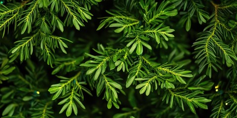 Fototapeta premium A detailed shot of a tree's foliage, showcasing its vibrant green leaves