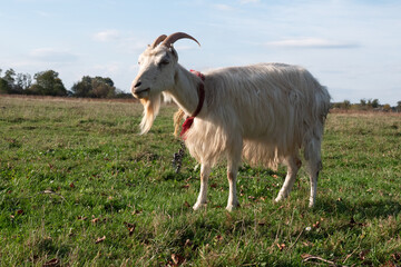Goats graze on the meadow. Agriculture. Care of goats.