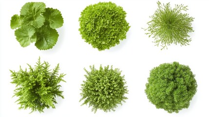 Fototapeta premium Diverse Green Plants Displaying Varied Leaf Textures and Shapes