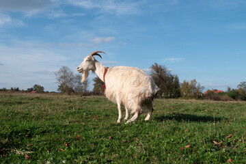 Obraz premium Goats graze on the meadow. Agriculture. Care of goats.