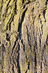 tree bark texture, natural background texture tree bark