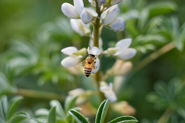 Flying honey bee collecting bee pollen from lupine flower. Bee collecting honey.bee on a flower, serving as a pollinator. The photo captures a close-up view of the bee interacting with the flower.