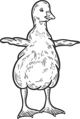 Baby goose gosling white gray poultry farm feathered bird animal engraving hand drawn illustration black white isolated vintage line art sketch silhouette graphic style poster label web