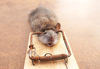 Rat in a mousetrap. Rat caught in a mousetrap. Catching rats, mice and rodents in house. Hunting...