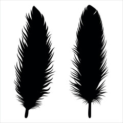 Bird Feather silhouette vector illustration