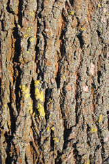 tree bark texture, natural background texture tree bark