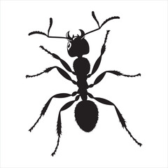 Ant isolated silhouette on white background
