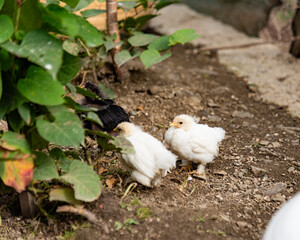 three little chickens, two white and one black, walking on the ground.