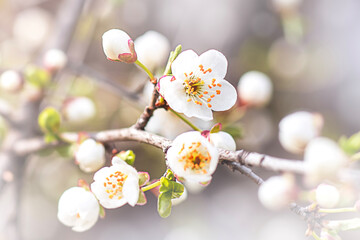 Close-up of blooming white flowers on tree branches in springtime