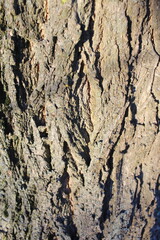 tree bark natural background texture