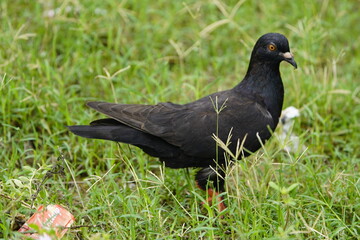 
Street pigeons (Columbidae) Fortaleza - Ceará, Brazil.
