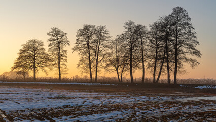 Trees and field in winter