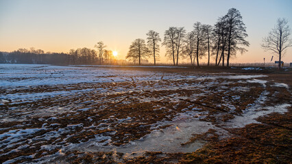 Trees and field in winter