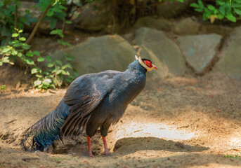 Side view of blue eared pheasant sitting in natural habitat, rare bird of central China. Nature conservation. Ecotourism