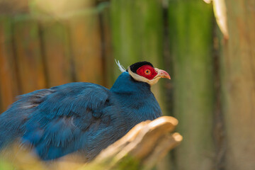 Side view portrait of blue eared pheasant in natural habitat, rare big bird of central China. Nature conservation. Ecotourism