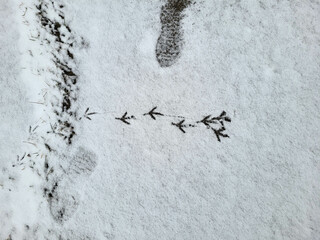 Pigeon tracks on the white snow. The concept of a frosty winter.