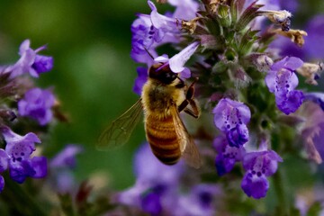 Hanging with the Bees