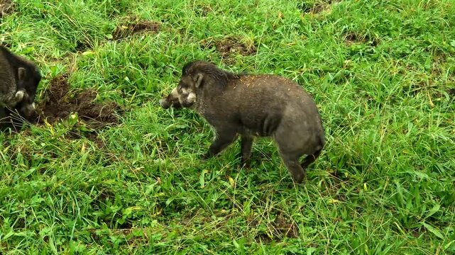 Visayan warty pig, its scientific name is Sus cebifrons