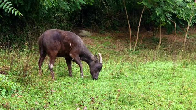 Lowland anoa, its scientific name is Bubalus depressicornis