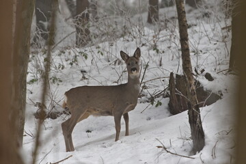 Capreolus capreolus aka european roe deer female hidden in the forest. Foggy winter evening.