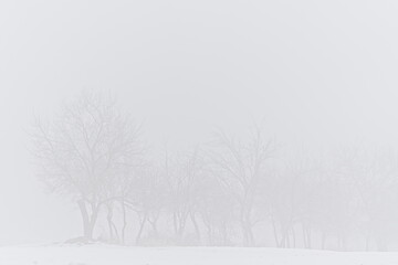 Trees hidden in the fog. Misty winter weather. Minimalistic photo.