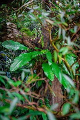green fern in the forest