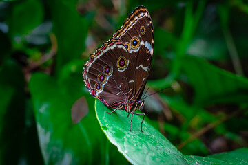 butterfly on leaf
