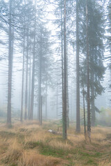Obraz premium forest in fog