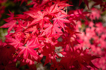 red maple leaves in autumn
