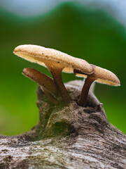 Wild Mushrooms Growing on Wood