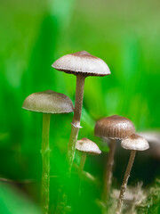 Close-Up of Mushrooms in Lush Green Forest