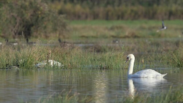 Mute Swan, Cygnus olor - birds in winter on marshes