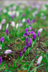 Early blooming flowers crocuses in spring. Flowering of bulbous plants in the garden. Floral spring...