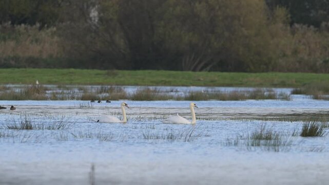 Mute Swan, Cygnus olor - birds in winter on marshes