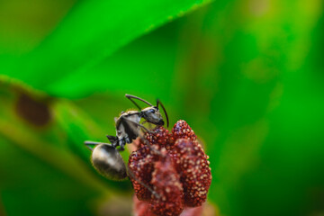 A Black Ant Exploring a Red Flower in Nature