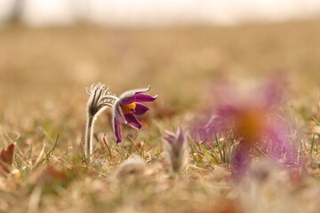 fiori di anemone pulsatilla nel prato in primavera al tramonto
