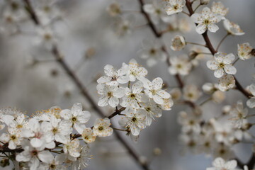 fiori bianchi di prugnolo selvatico in primavera