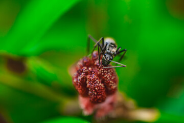 A Black Ant Exploring a Red Flower in Nature