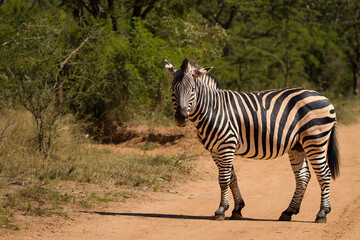 zebra in the wild crossing road