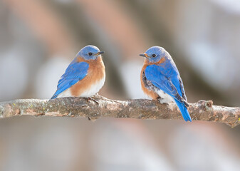 two bluebirds sitting on a branch