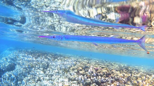 Needlefish swims near colorful coral reef in tropical sea