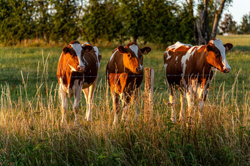 A herd of brown cows watching the street on their meadow behind a fence at sunset