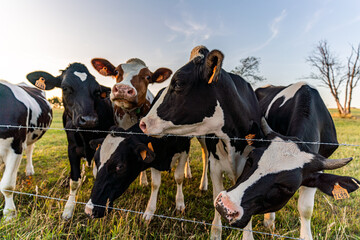 A herd of cows watching the street on their meadow behind a fence at sunset