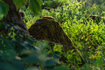 Moosbedeckte Drachenzähne am Hollerather Knie - Westwall / Siegfried Line