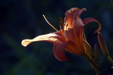 Feuerlilie © Fotolyse