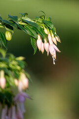 Pink fuchsias in bloom