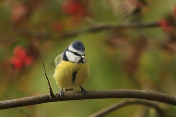 A cute blue tit sits on the branch. Portrait of a colorful titmouse. Cyanistes caeruleus
