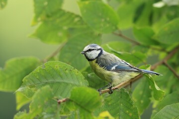 A cute blue tit sits on the branch with green leaves. Cyanistes caeruleus
