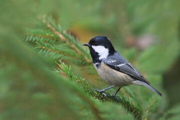 Portrait of a cvute coal tit. Periparus  ater. A nice cola tit sits on a spruce twig. © Monikasurzin