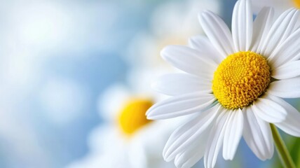 Naklejka premium Close-up of white daisy flower with yellow center on blurred blue background